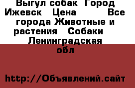 Выгул собак. Город Ижевск › Цена ­ 150 - Все города Животные и растения » Собаки   . Ленинградская обл.